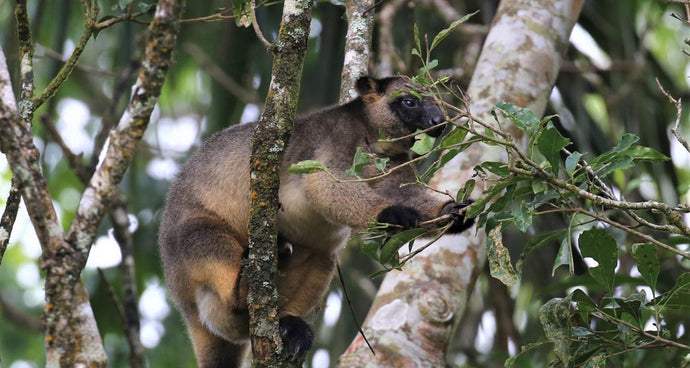 Get to know Lumholtz’s tree-kangaroo