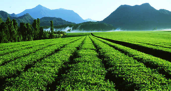 Pesticides in tea: unearthing the facts