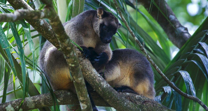 Meet our resident tree-kangaroos